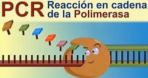 PCR: Reacción en Cadena de la Polimerasa (divulgación científica IQOG-CSIC)