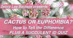 Cactus or Spiny Euphorbia? How to Tell the Difference, Plus a Succulent ID Quiz