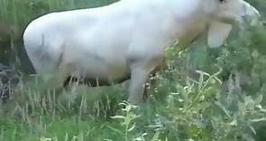 Rare White Moose. 📹@Hans Nilsson - Nature's Rich Palette