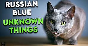 Russian Blue Cats: These Are The Top Things To Know About Them!