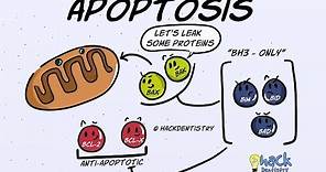 Apoptosis - Introduction, Morphologic Changes and Mechanism