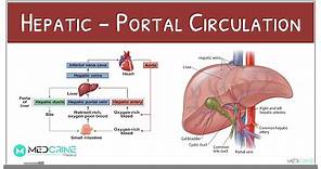 Hepatic-Portal Circulation Physiology Explained