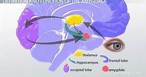 Amygdala | Definition, Function & Location