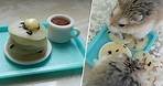 【DIY Guide】Hamster Sesame Hotcake :3 芝麻熱香餅 是倉鼠都會愛吃的美食!