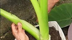 Growing super giant Alocasia Odora at home, easy for Beginners