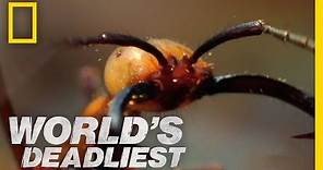 Army Ants Eat Everything | World's Deadliest