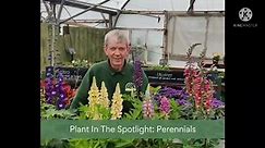 Plant In The Spotlight: Perennials