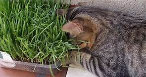 Erba gatta: cos'è, effetti sul gatto e come coltivarla - MicioGatto.it