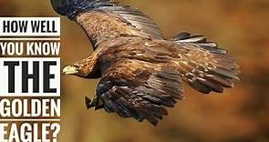 Golden Eagle || Description, Characteristics and Facts!