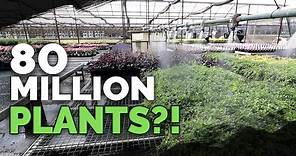How To Grow MILLIONS of Plants a Year: Plant Nursery Tour