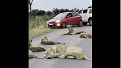 Pride of lions block the road at Kruger Park right before closing time!