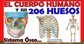 🥇 206 HUESOS del Cuerpo Humano en 24 Minutos!!! + Mnemotecnias!!! Fácil y Sencillo