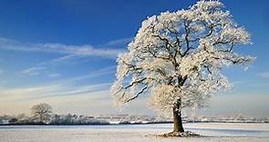 Winter season. What happens in the winter.Winter vocabulary. Talk about winter