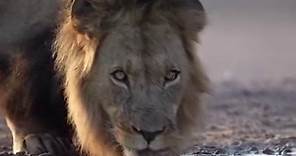 León, Desierto de Kalahari,... - Fotografías para el alma