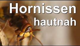 Hornissen - Beobachtungen, Angriff und Überraschung