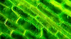 叶绿体细胞质显微镜下，流动过程