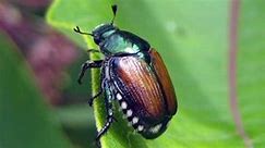 More destructive Japanese beetles found in Tri-Cities. WA state to spray some home lawns