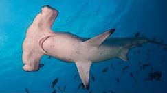 Facts: The Scalloped Hammerhead
