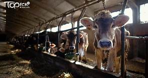 【食用安全】南韓爆發「牛結節疹」傳播　確診病例養牛場增至10個 - 香港經濟日報 - TOPick - 健康 - 食用安全