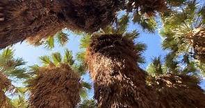 Wild California Fan Palms at the 1,000 Palms Oasis near Palm Desert, California