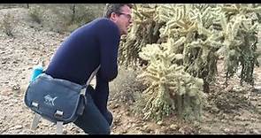 When the cholla cactus attacks