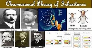 Sutton and Boveri Chromosomal theory | Chromosomal Theory of Inheritance | W. Sutton and T. Boveri