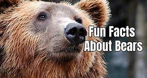 Amazing Facts About Bears - Bear Facts And Information