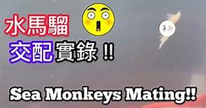 水馬騮交配實錄！Sea Monkeys Mating (中文字幕+English subtitle)