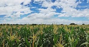 Filipino farmers reap economic benefits from GMO corn, study finds - Alliance for Science