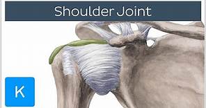 Shoulder joint: Movements, bones and muscles - Human Anatomy | Kenhub