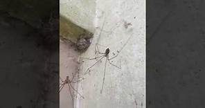 Pholcus phalangioides: long leg spider #longlegspider