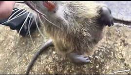 Meet the luckiest nutria rat in all of Louisiana