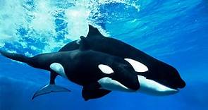 Where Do Orcas Live? 10 Waters You Might Encounter Killer Whales