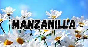 Manzanilla, Que es la Manzanilla 👌Para que sirve la Manzanilla👉Beneficios de la Manzanilla