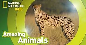 Cheetah | Amazing Animals