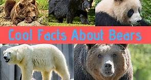 Bear Facts For Children Learn Amazing Facts about Bears