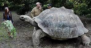 Most Amazing Biggest Turtles in the World