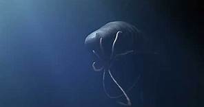 Sperm Whale Vs giant squid