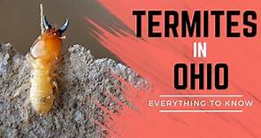 Termites in Ohio: Types, Risks, and How to Prevent Them