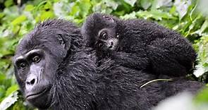 Gorilas en peligro de extinción – CAUSAS y CÓMO PROTEGERLOS