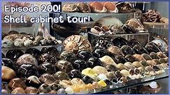 Shell Cabinet Tour! What Seashells Have I Collected? (Episode 200) #shells