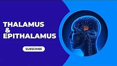 Brain Stem Model | Thalamus & Epithalamus