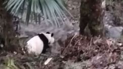 2.28四川一村民在家门口拍到一只野生大熊猫，好像在河边吃东西