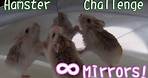 倉鼠 Hamster - 無限鏡房挑戰! Infinity Mirror Room Challenge!