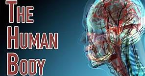 The Human Body | Facts About the Parts of the Human Body System