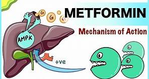 Metformin: Mechanism of Action