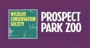 Prospect Park Zoo Full Tour - Brooklyn, New York