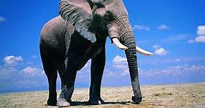 Elefante - Características, hábitat, alimentación y reproducción