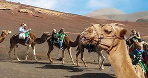 Camel Ride in Timanfaya, Lanzarote