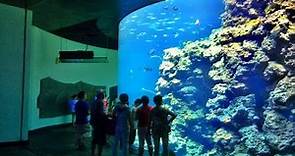 Taiwan Travel | 屏東海生館旅遊 | 最長海底隧道3D立體電影 | 小白鯨餵食動物秀